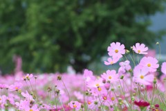 秋桜