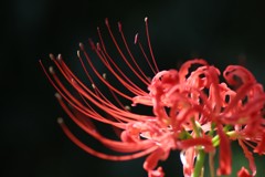曼珠沙華 ヒカリと陰