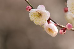 春の訪れ②