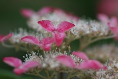 紫陽花・額紫陽花