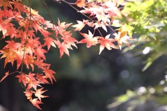 紅葉  ヒカリと共に