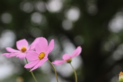 ぼんやりと。。。