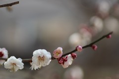 春の訪れ①