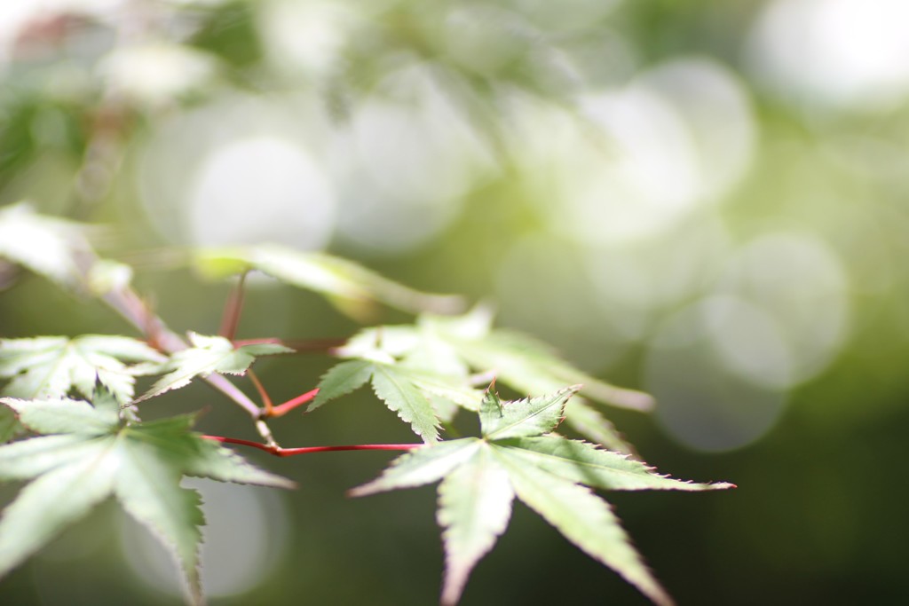 青紅葉