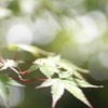 青紅葉