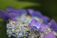 額紫陽花
