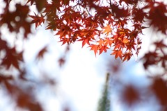 紅葉