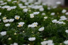 想い出photo