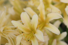 曼珠沙華は白が好き