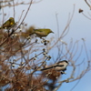 野鳥観察②