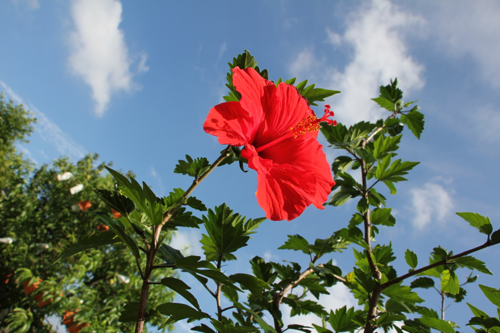 夏だ