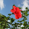夏だ
