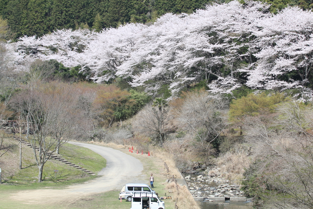歌野千本桜