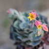 七福神の花