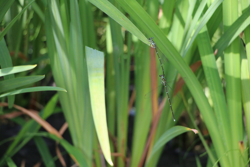 わたしを離さないで