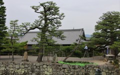 剪定