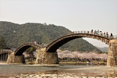 錦帯橋と桜