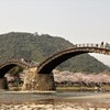 錦帯橋と桜