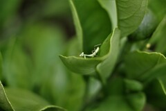 カマキリ