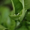 カマキリ