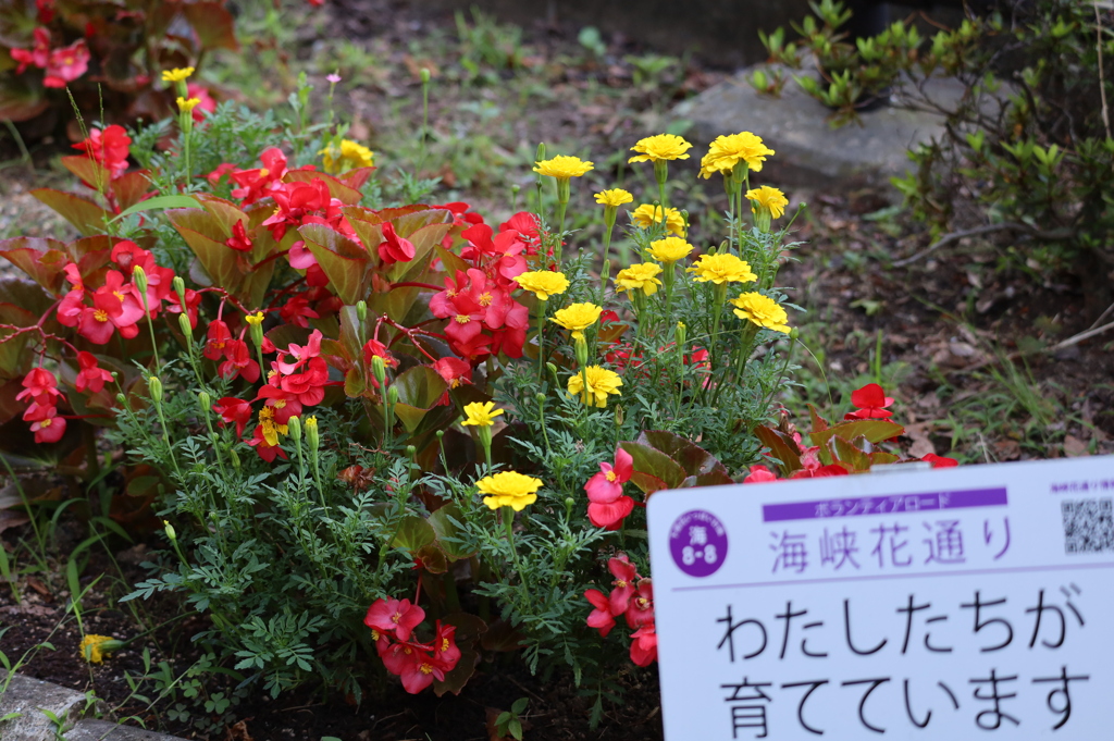 わたしたちが育てています