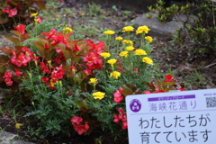 わたしたちが育てています