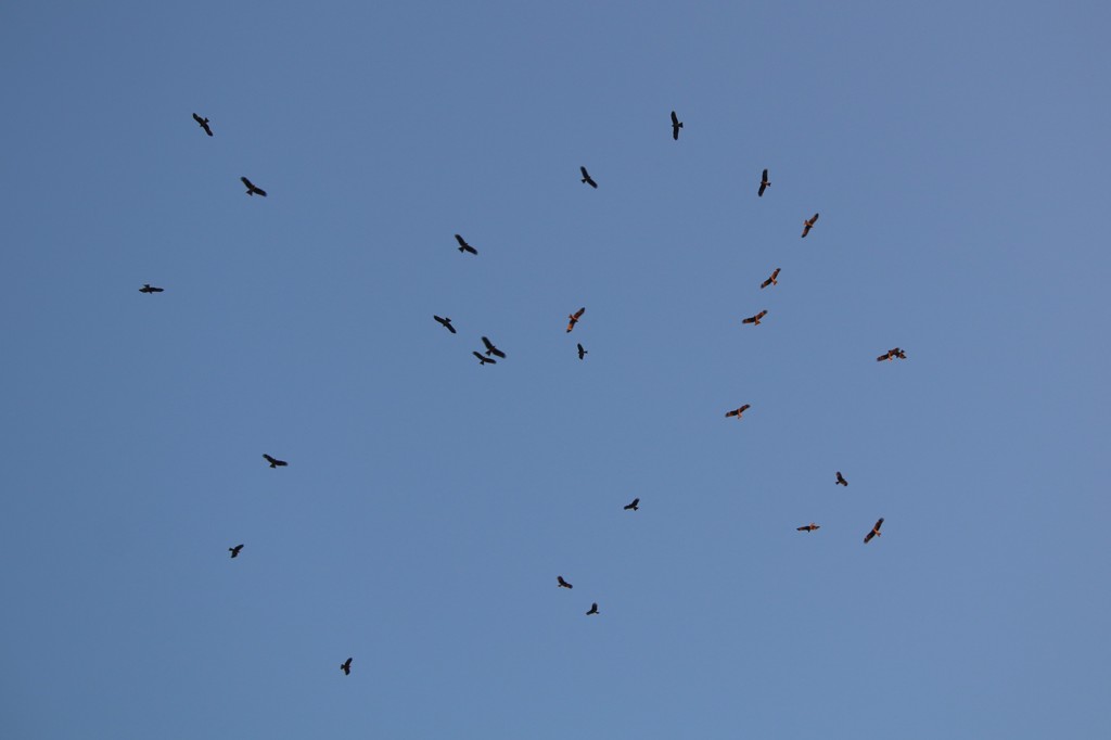 鳶の集会②