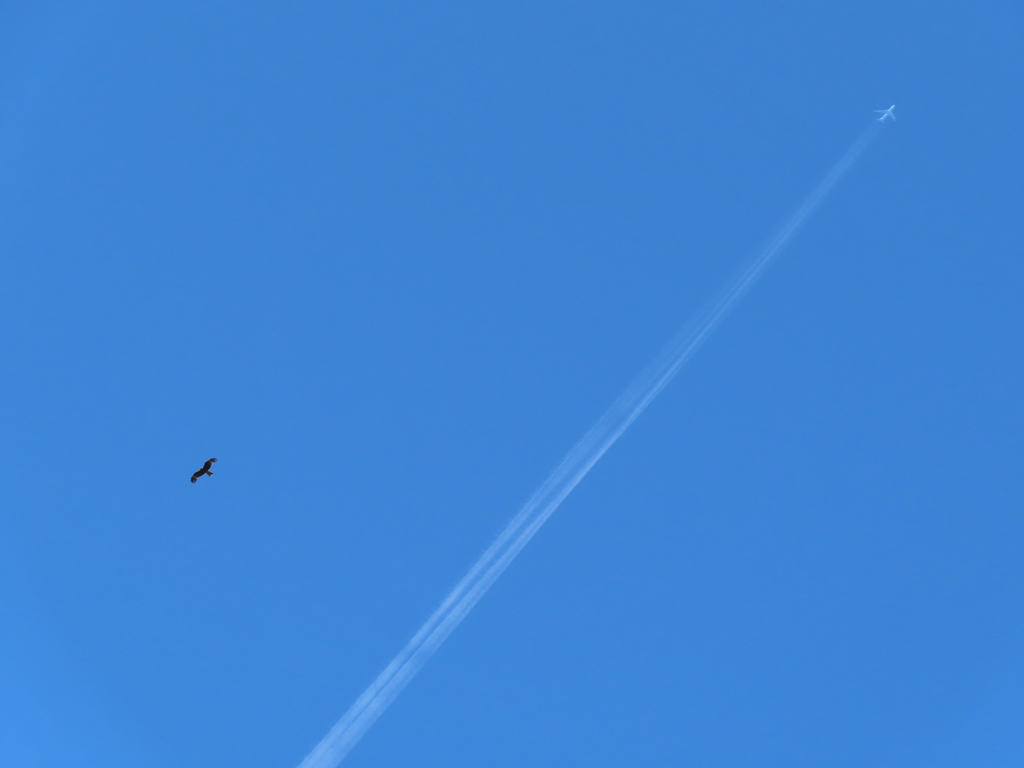 鳶と飛行機雲