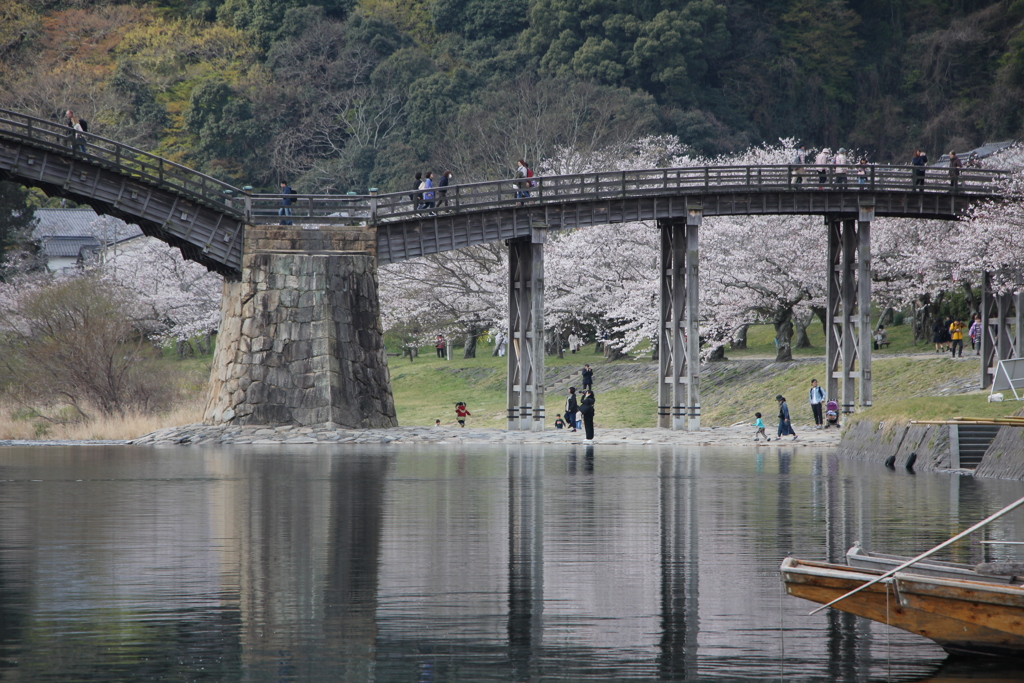 錦帯橋と桜