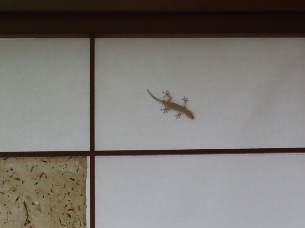 ヤモリの出迎え