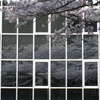 桜映り込み