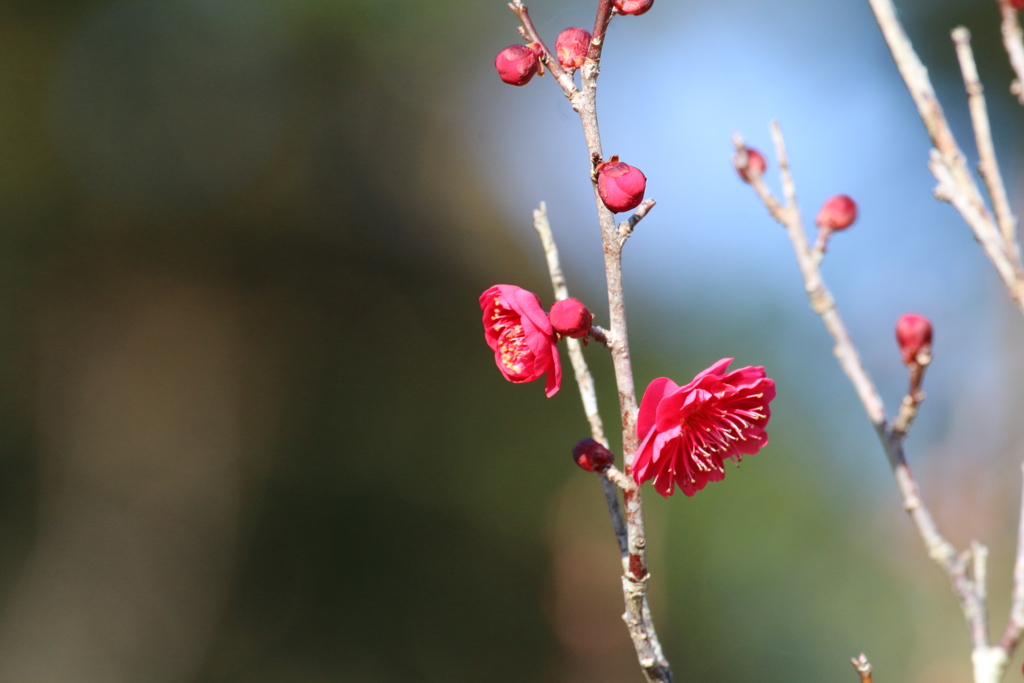 紅梅