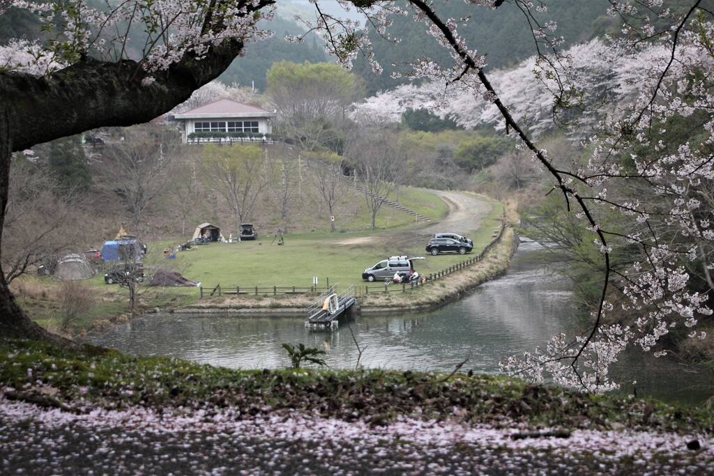 歌野千本桜①