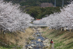 里山の花見