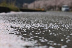桜踊る