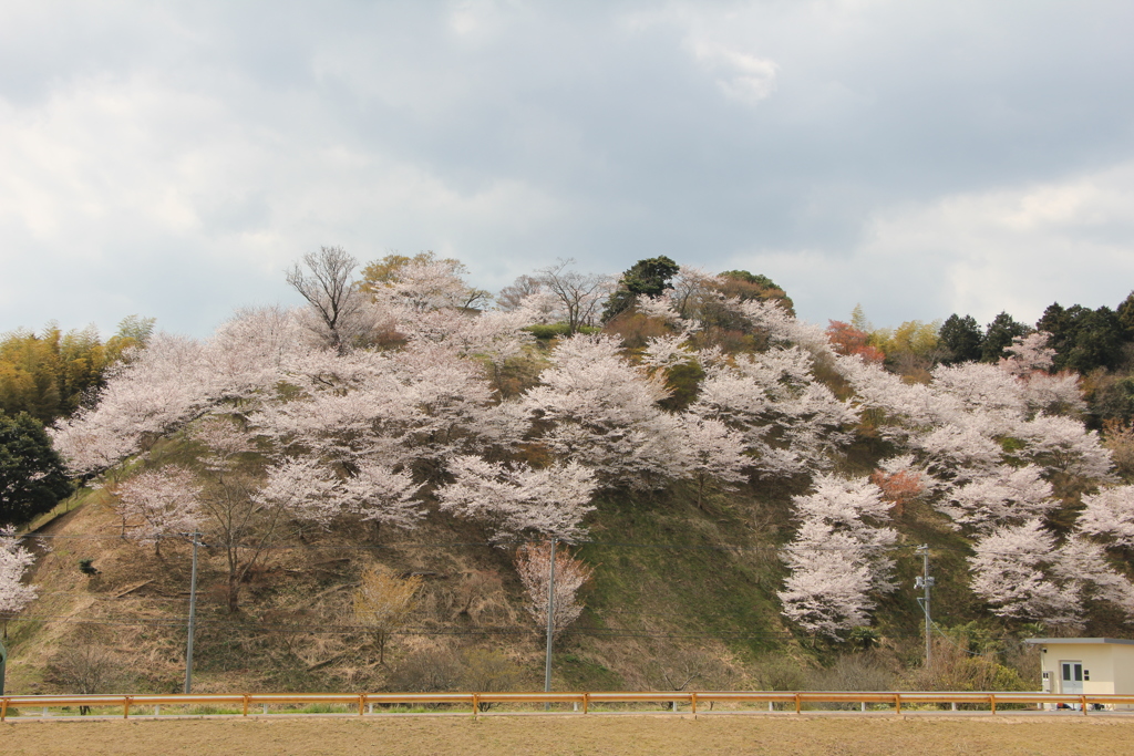 桜の小山