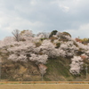 桜の小山
