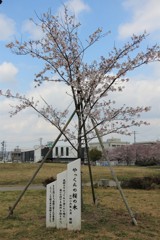 やっくんの桜の木