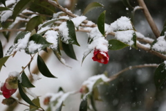 雪の朝