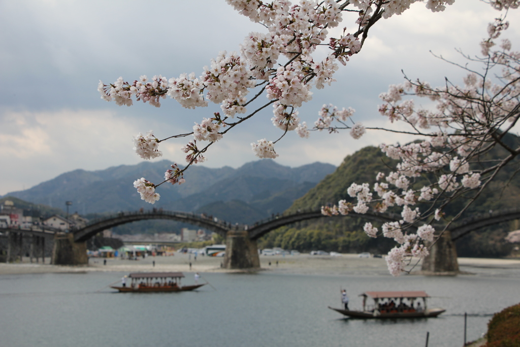 桜と屋形船