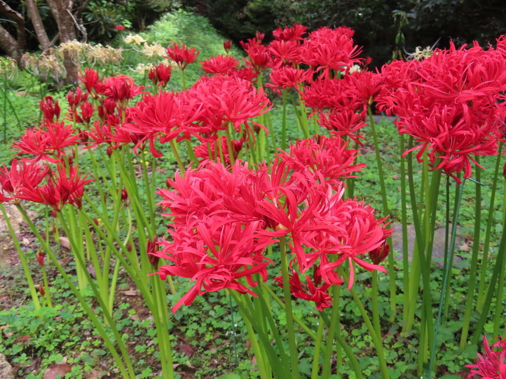 真紅の彼岸花