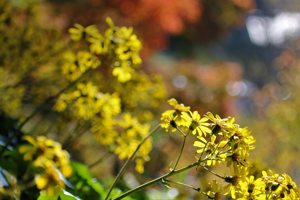 ツワブキの花