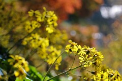 ツワブキの花