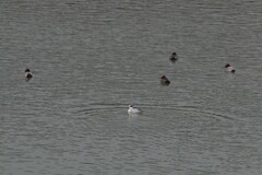 野鳥観察