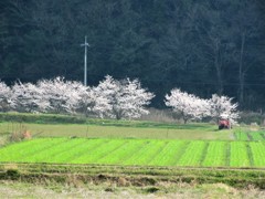 春のはじまり