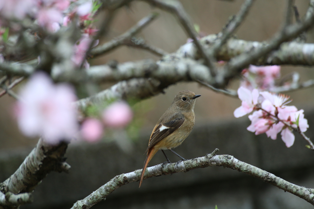 桃の木にジョビ子