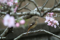 桃の木にジョビ子