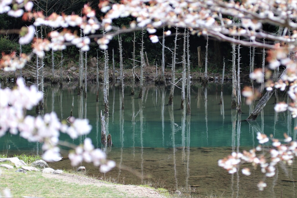 一の俣桜公園 By Ddy Id 写真共有サイト Photohito