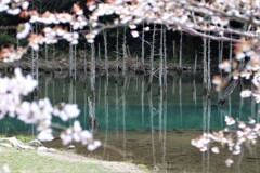 一の俣桜公園