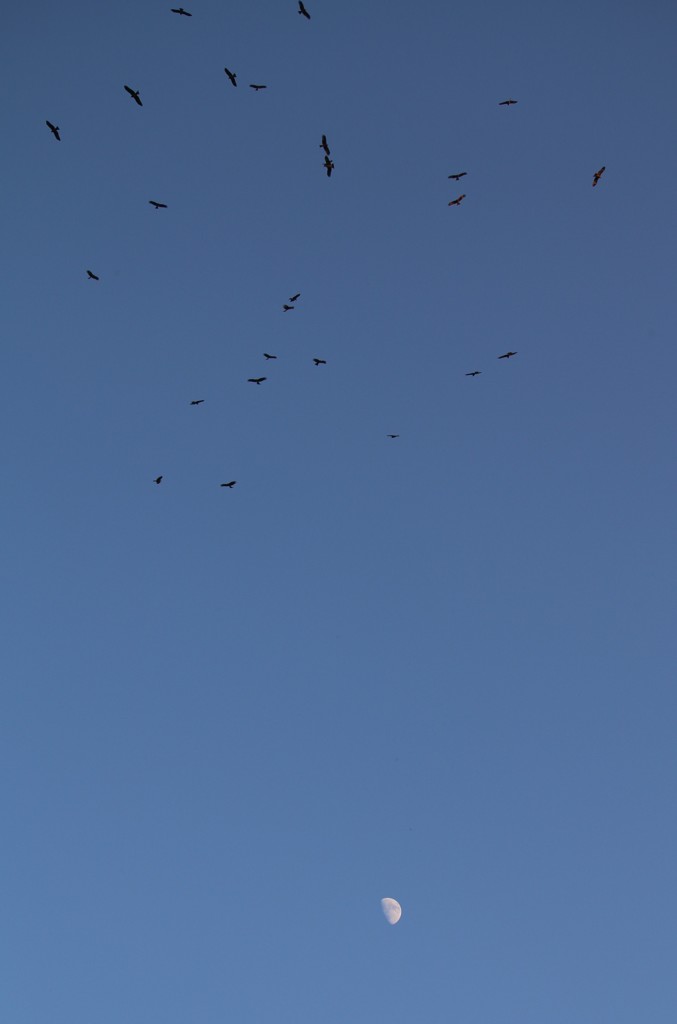 鳶の集会①